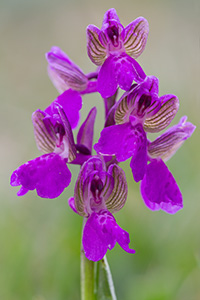 Anacamptis morio