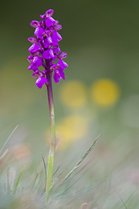 Anacamptis morio