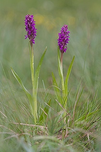 Dactylorhiza incarnata