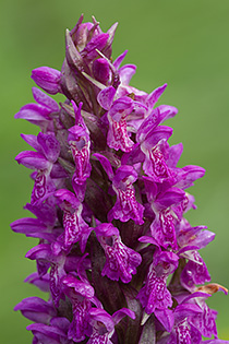 Dactylorhiza incarnata (dettaglio)