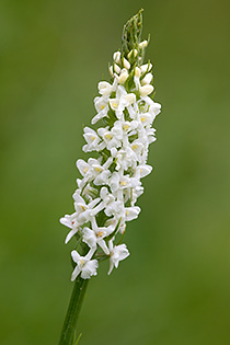Gymnadenia conopsea albiflora