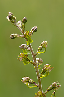 Listera ovata