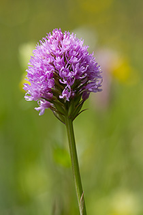 Traunsteinera globosa