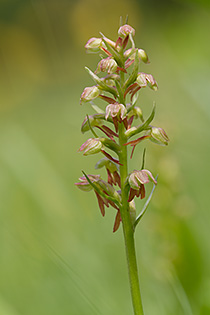 Coeloglossum viride