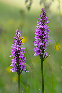 Dactylorhiza fuchsii