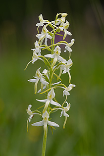 Platanthera bifolia