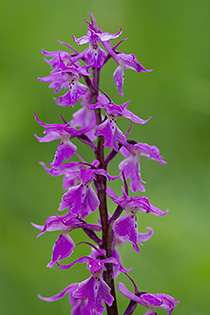 Orchis mascula