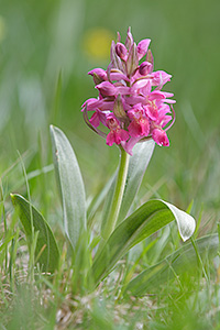 Dactylorhiza sambucina