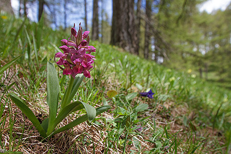 Dactylorhiza sambucina