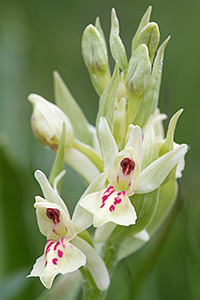 Dactylorhiza sambucina