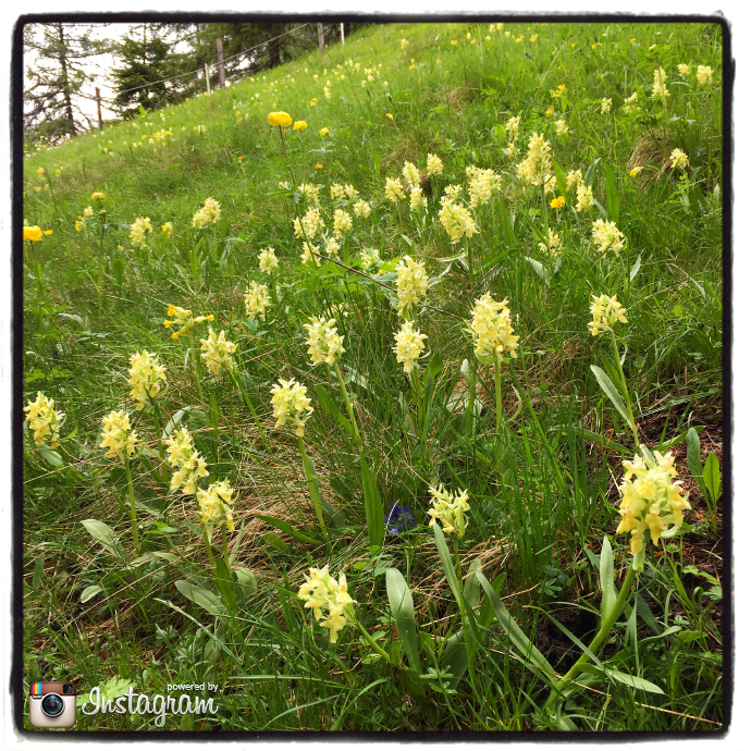 Fioritura di Dactylorhiza sambucina