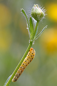 Larva di vespa