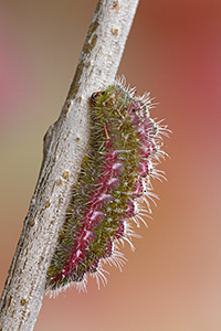 Bruco del geranio