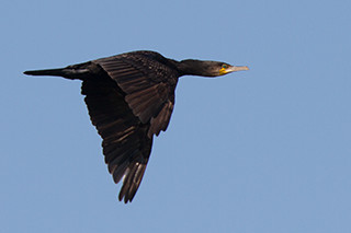 Cormorano