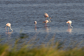 Fenicotteri rosa