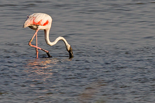 Fenicottero rosa