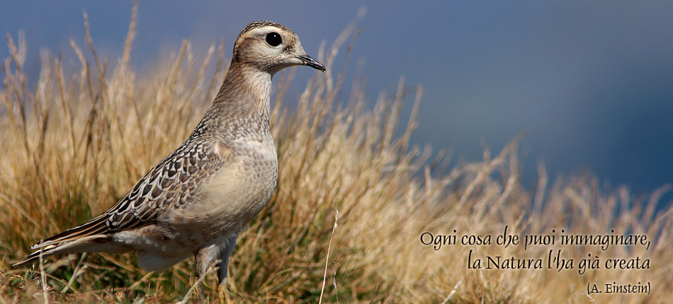 Ogni cosa che puoi immaginare, la Natura l'ha già creata